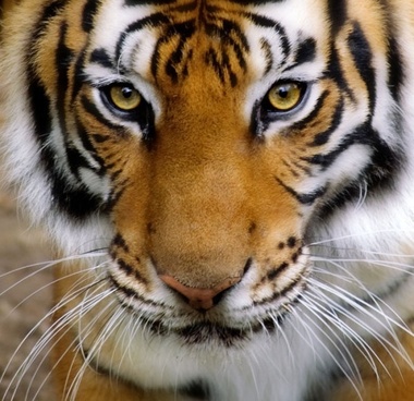 Tiger Teas Mulberry Products